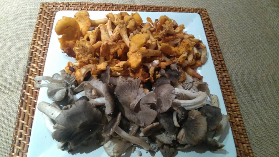 hongos.jpg